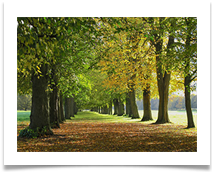 Autumn Sunlight, Marbury Country Park - Helen Kulczycki